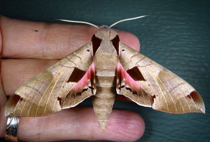 Eumorpha achemon Eumorpha achemon Achemon Sphinx Prairie Haven