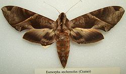 Eumorpha anchemolus httpsuploadwikimediaorgwikipediacommonsthu
