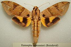Eumorpha capronnieri httpsuploadwikimediaorgwikipediacommonsthu