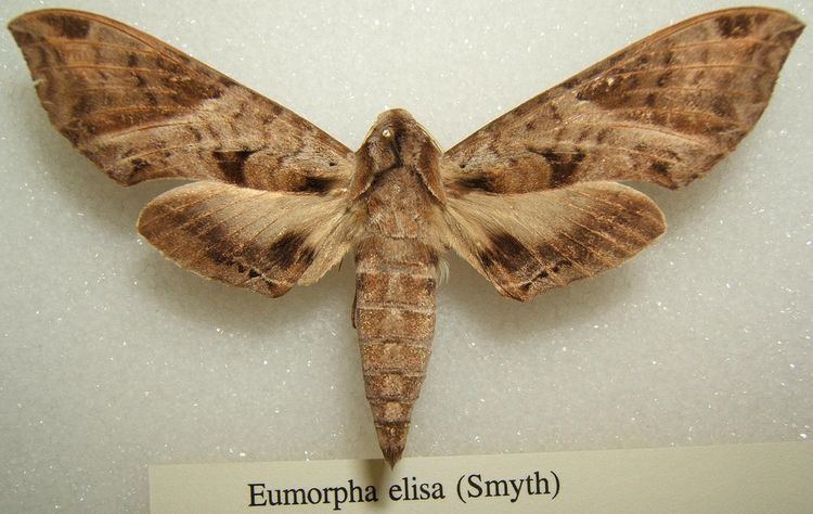 Eumorpha elisa