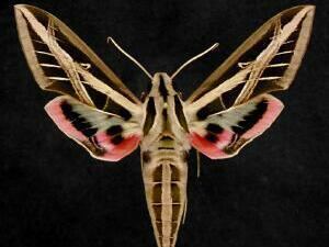 Eumorpha fasciatus Moth Photographers Group Eumorpha fasciatus 7865