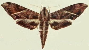 Eumorpha neubergeri