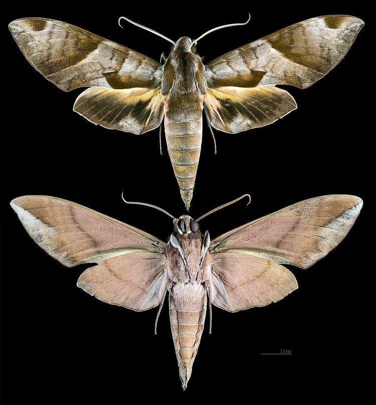 Eumorpha obliquus