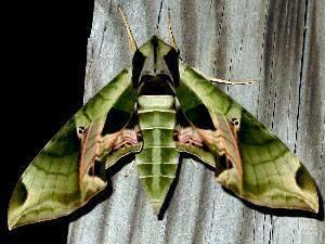 Eumorpha pandorus Moth Photographers Group Eumorpha pandorus 7859
