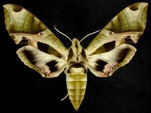Eumorpha pandorus mothphotographersgroupmsstateeduFiles1JV300J
