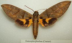 Eumorpha phorbas httpsuploadwikimediaorgwikipediacommonsthu