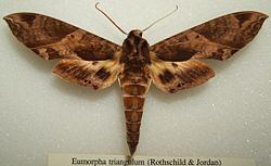 Eumorpha triangulum httpsuploadwikimediaorgwikipediacommonsthu