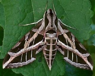 Eumorpha vitis Eumorpha vitis Vine Sphinx Moth Discover Life