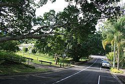 Eumundi War Memorial Trees httpsuploadwikimediaorgwikipediacommonsthu