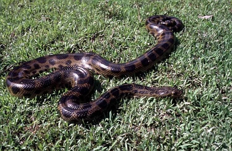 Eunectes deschauenseei Snake Species Dark Spotted Anaconda Little Scorpion