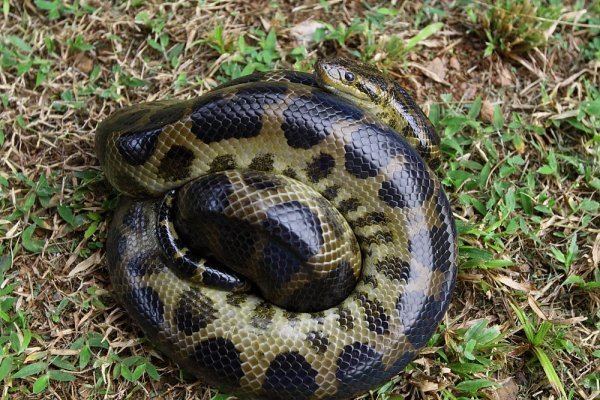 Eunectes deschauenseei Eunectes deschauenseei Mes serpents de Guyane