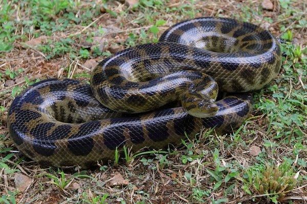 Eunectes deschauenseei Deschauensee39s Anaconda Facts and Pictures Reptile Fact