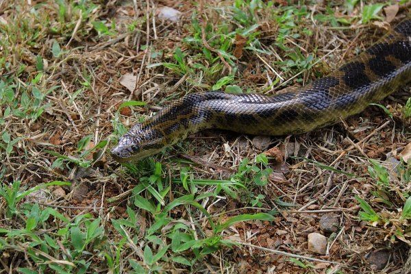 Eunectes deschauenseei Eunectes deschauenseei Mes serpents de Guyane