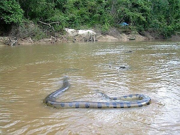 Eunectes deschauenseei Anaconda Eunectes deschauenseei ropliai Reptilia