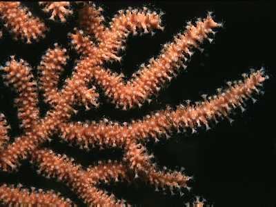 Eunicella verrucosa Eunicella verrucosa Marine Life Encyclopedia