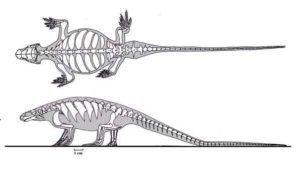 Eunotosaurus Eunotosaurus africanus