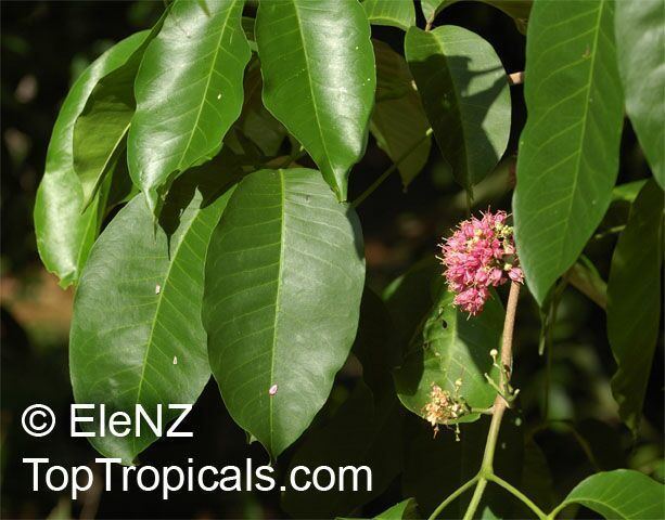 The leaves and flower of Melicope elleryana