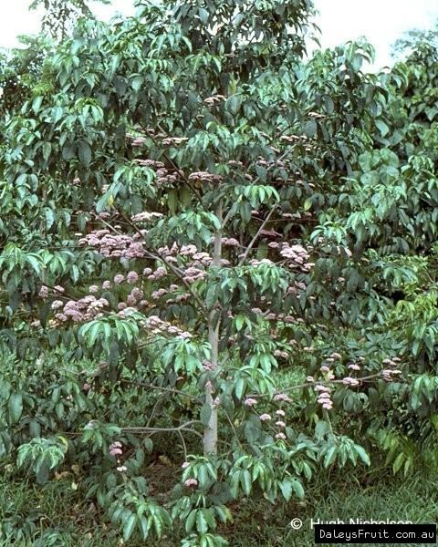 Melicope elleryana tree with pink flowers