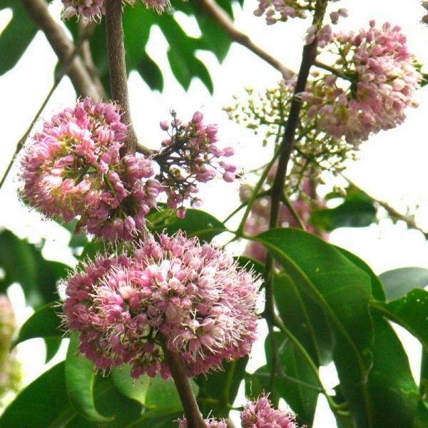 Melicope elleryana and its pink flowers