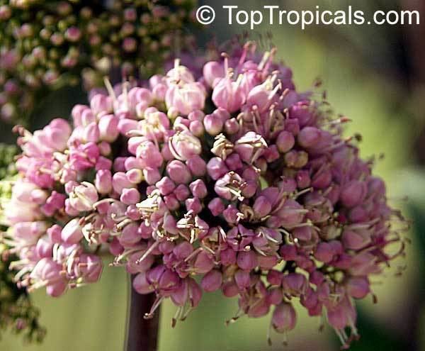 Close-up of pink flowers of Melicope elleryana