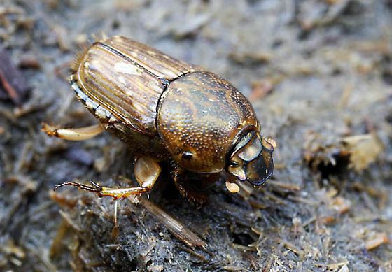 Euoniticellus Euoniticellus Euoniticellus intermedius BugGuideNet