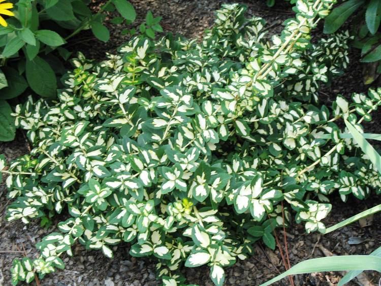 Euonymus Online Plant Guide Euonymus fortunei 39Moonshadow39 Moonshadow