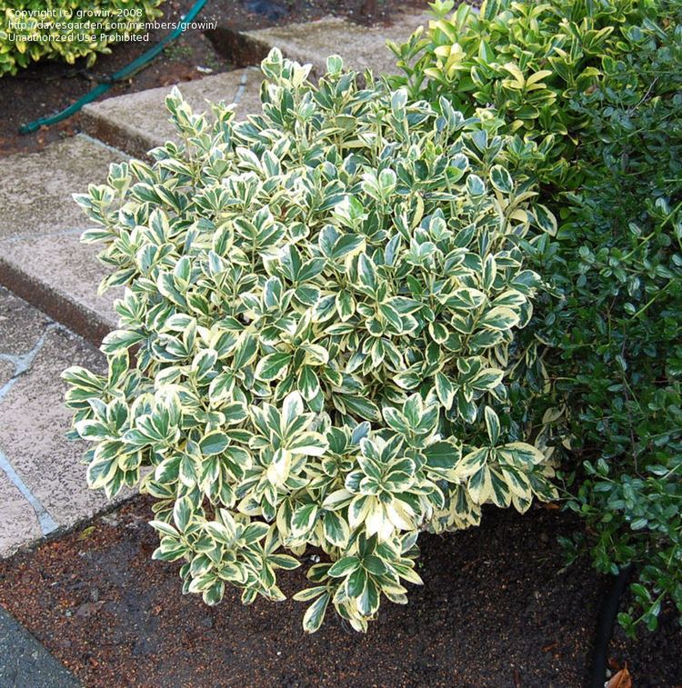 Euonymus 1000 images about Euonymus on Pinterest Hedges Spreads and Plants