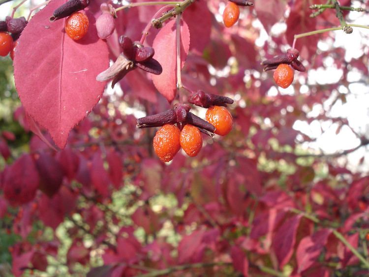 Euonymus atropurpureus Euonymus atropurpureus eastern spindletree Go Botany