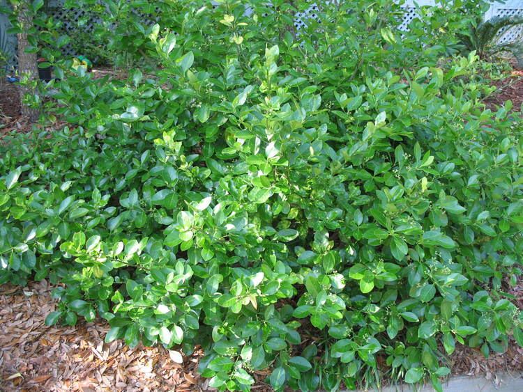 Euonymus fortunei Online Plant Guide Euonymus fortunei Winter Creeping Euonymus