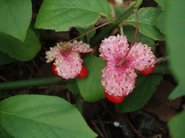 Euonymus obovatus Euonymus obovatus Running strawberry bush NPIN