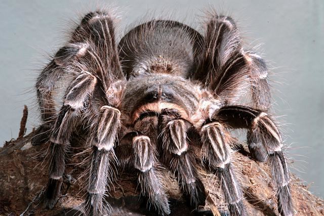 Eupalaestrus campestratus Care for a Eupalaestrus Campestratus Pink Zebra Beauty