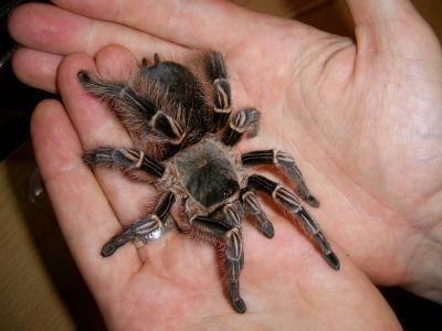 Pink Zebra Beauty Tarantula Care Sheet