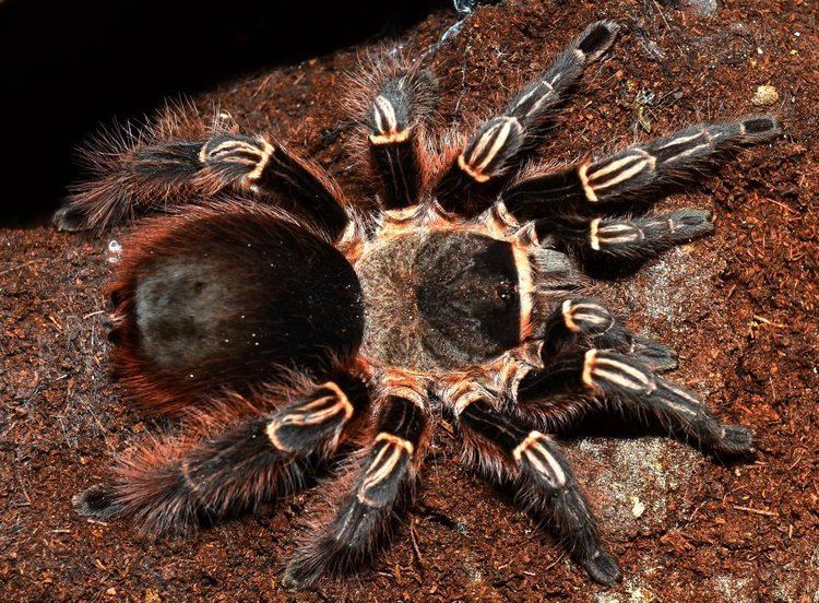 Pink Zebra Beauty Tarantula Care Sheet