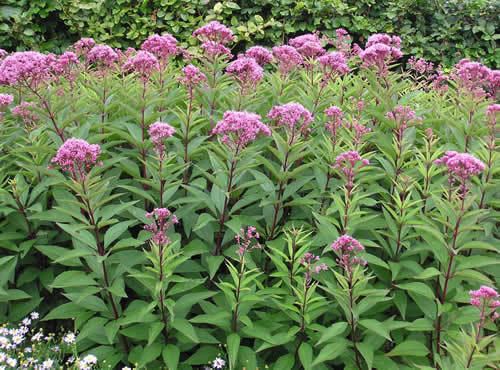 Eupatorium Eupatorium JoePye Weed