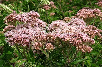 Eupatorium cannabinum Eupatorium cannabinum hemp agrimonyRHS Gardening