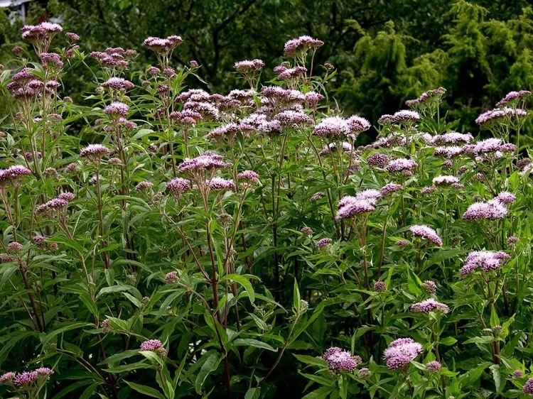 Eupatorium cannabinum Hempagrimony Eupatorium cannabinum Flowers NatureGate