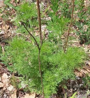 Eupatorium compositifolium wwwdiscoverlifeorgIMIMST0017320Eupatorium