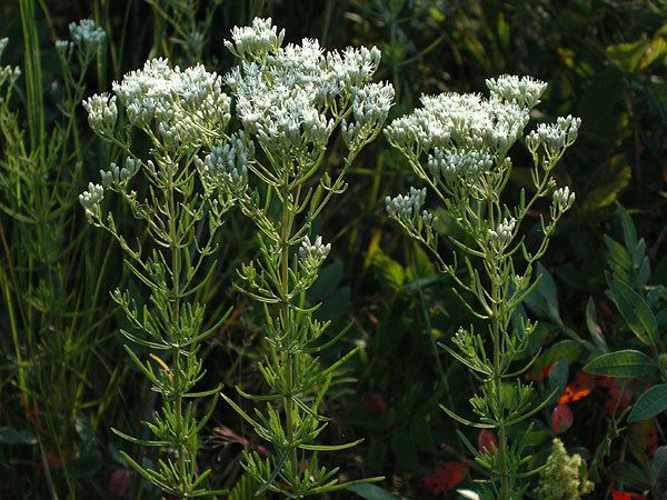 Eupatorium hyssopifolium Eupatorium hyssopifolium Hyssopleaf thoroughwort Discover Life