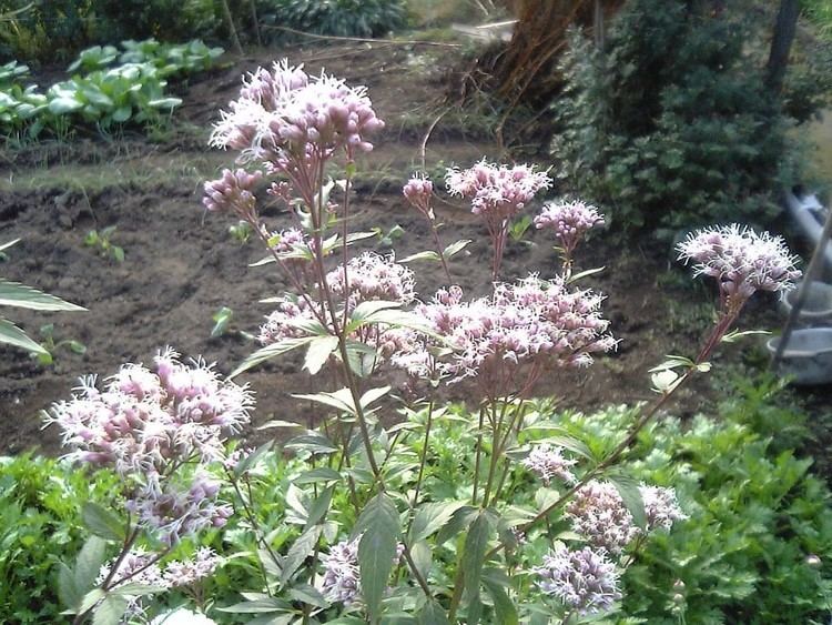 Eupatorium japonicum Eupatorium japonicum Wikipedia