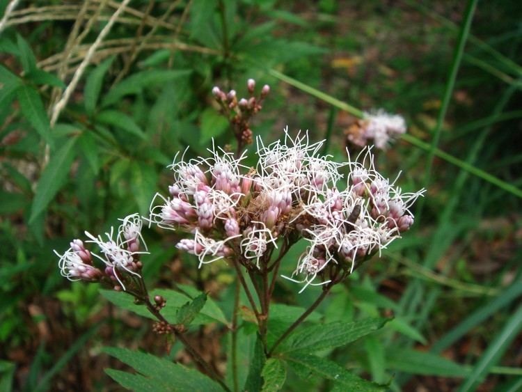 Eupatorium japonicum Eupatorium japonicum Thunberg ex Murray