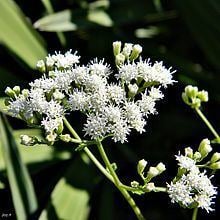 Eupatorium mikanioides httpsuploadwikimediaorgwikipediacommonsthu