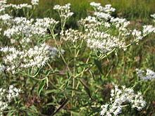 Eupatorium resinosum httpsuploadwikimediaorgwikipediacommonsthu