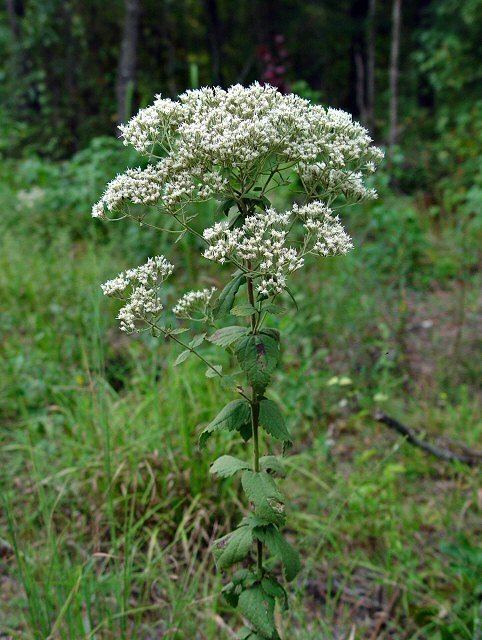 Eupatorium rotundifolium Eupatorium rotundifolium page