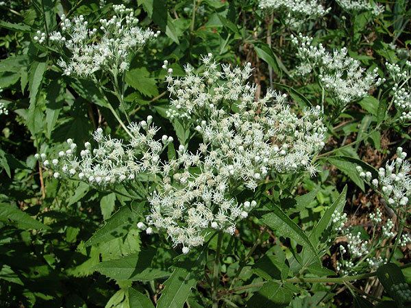 Eupatorium serotinum Eupatorium serotinum Uncasia serotina Greene Discover Life