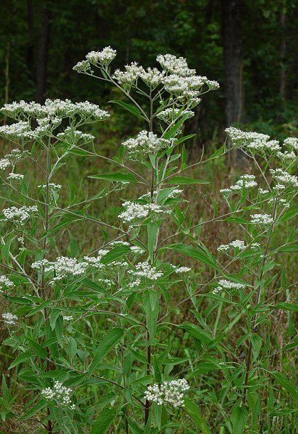 Eupatorium serotinum Eupatorium serotinum page