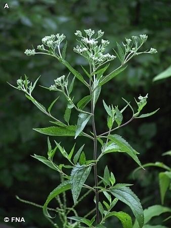 Eupatorium serotinum Nature Search LATE BONESET Eupatorium serotinum SUNFLOWER FAMILY