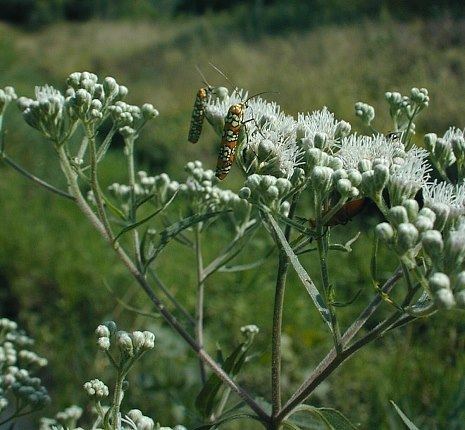 Eupatorium serotinum wwwillinoiswildflowersinfoprairiephotoxlateb