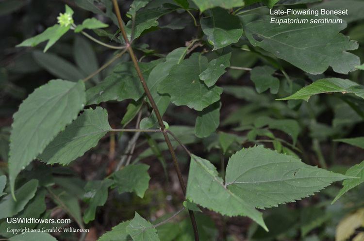 Eupatorium serotinum US Wildflower LateFlowering Thoroughwort LateFlowering Boneset