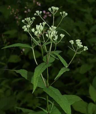 Eupatorium sessilifolium Online Virtual Flora of Wisconsin Eupatorium sessilifolium