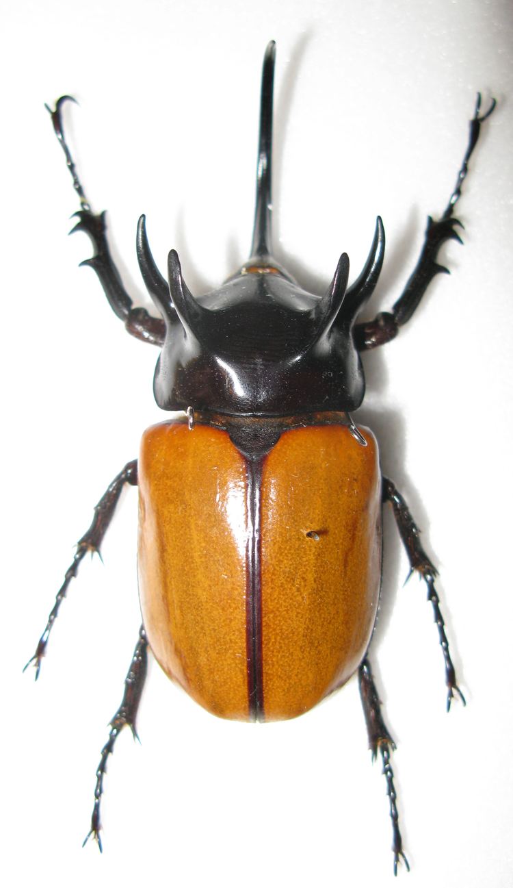 Eupatorus FileEupatorus gracilicornis maleJPG Wikimedia Commons